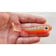 Bigeyes shad custom color